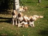 Chiots d'UKRAINE et URON  2 mois