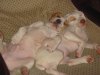 Chiots de RICHKA et PAGO de la vallée de la Justale