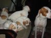 Chiots de RICHKA et PAGO de la vallée de la Justale