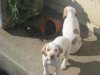 Chiots de RICHKA et PAGO de la vallée de la Justale
