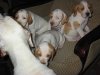 Chiots de RICHKA et PAGO de la vallée de la Justale 