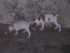 Chiots levage Mr Berho