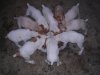 Chiots levage Mr Berho