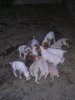 Chiots levage Mr Berho